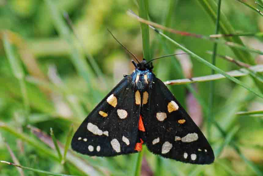 Callimorpha dominula